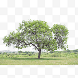 蓝天大树图片_草地上的极简画面一棵树