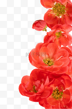 红色腊梅花朵装饰