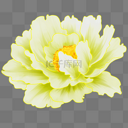白牡丹素材图片_白牡丹植物花朵