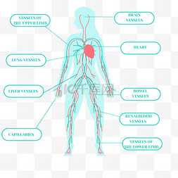 卡通手绘蓝色身体系统血管插画