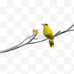 黄鹂鸟图片_枝头黄鹂鸟