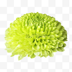 绿色乒乓菊