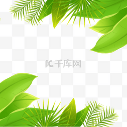 海边大椰树图片_摄影海边绿色植物叶子效果