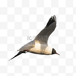 云南滇池湖上飞翔的海鸥飞鸟