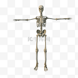 立体人体图片_人体骨骼结构png图
