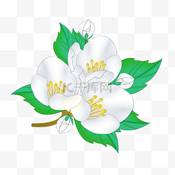 白色的花朵图片_白色的茉莉花