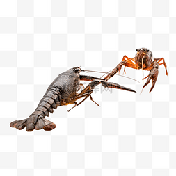 澳洲龙虾图片_澳洲龙虾活虾