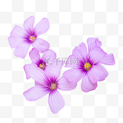 淡紫色绽放苜蓿花四叶草花