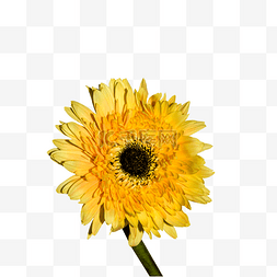 一朵菊花图片_一朵黄色的菊花