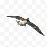 海鸟海鸥空中飞翔的鸟