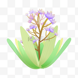 紫色花草植物