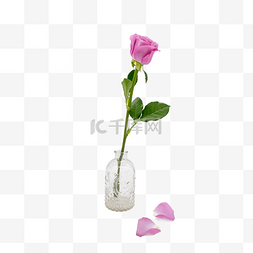 鲜花和花瓣图片_透明花瓶和玫瑰花