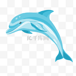 海豚动物图片_海豚海洋动物