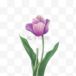 扁平插画单个物体花卉