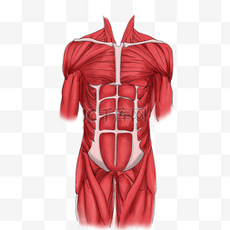 立体人体图片_红色的肌肉装饰插画
