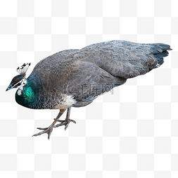 蓝灰色动物孔雀