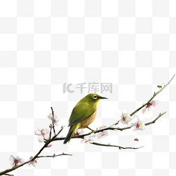 绿绣眼图片_春天停在桃花上的小鸟