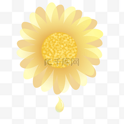 黄色植物油图片_黄色花朵洋甘菊