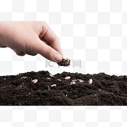 土壤里的根系图片_播种种子黑土壤
