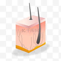 紧致头皮图片_矢量人体头皮解剖面