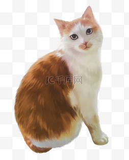 黄色小猫橘猫