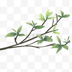 夏日的铁扇叶图片_绿色叶子的树枝插画