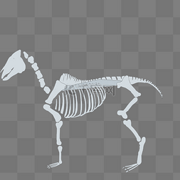骨骼化石图片_爬行动物骨骼