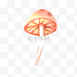 伞蘑菇图片_好看美丽的蘑菇