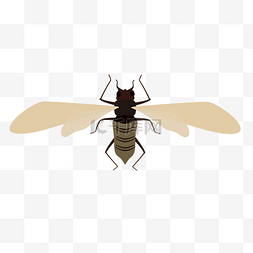 展翅的翅膀图片_展翅的昆虫