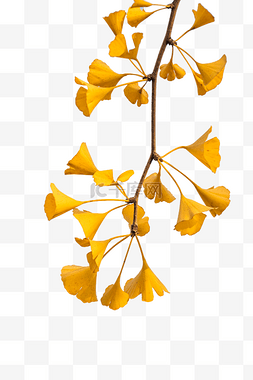 秋季黄色银杏叶