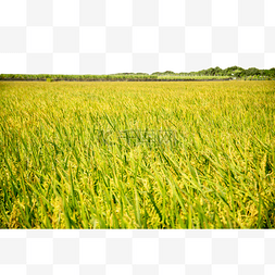 丰收季节稻田大米