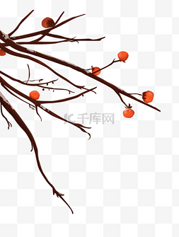 冬天柿子树图片_积雪柿子树