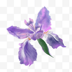 紫色蝴蝶花朵图片_紫色蝴蝶