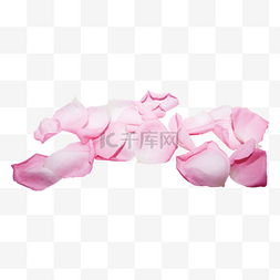 粉红色玫瑰花瓣