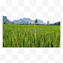 宽广的稻田种植区