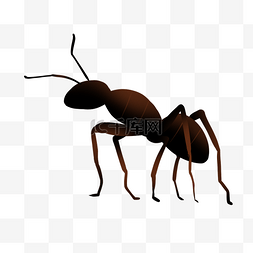 爬行的小蚂蚁