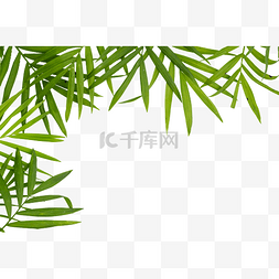 热带绿植叶子图片_散尾葵树叶叶子