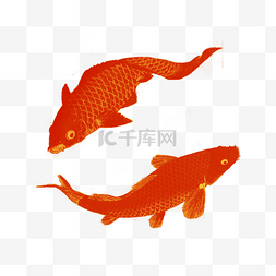 红锦鲤鱼图片_中国风红色好运锦鲤