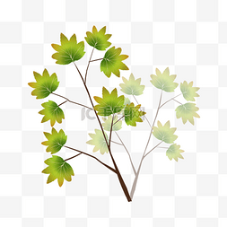 小清新植物叶片图片_绿色植物叶子手绘枫叶透明底免抠