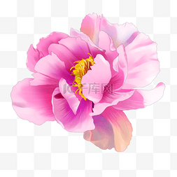 一朵粉色盛开的花