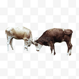 牛牧场图片_内蒙古高山牧场放牛