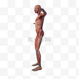 人体肌肉图片_人体肌肉组织png图