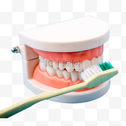 牙口腔护理图片_牙刷刷牙外侧模型示范