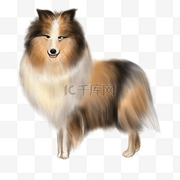 仿真狗狗图片_仿真尖嘴巴柯利犬插画