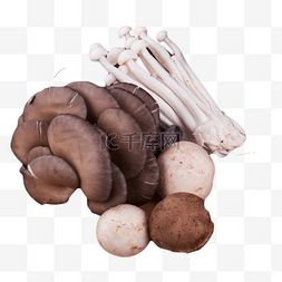 金针菇平菇香菇
