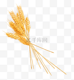 植物麦穗图片图片_黄色植物麦穗