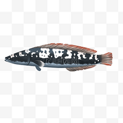 水生物动物黑鱼插画