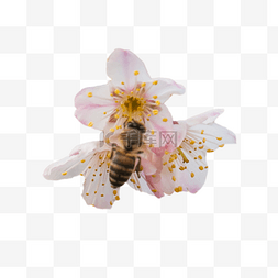采蜂蜜图片_采蜂蜜的蜜蜂下载