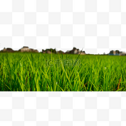 水稻风景植物