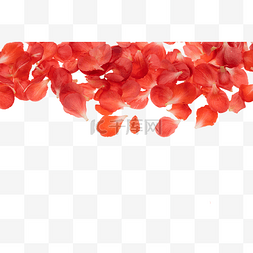 红梅腊梅花瓣
